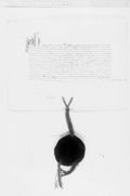 http://images.icar-us.eu/iiif/2/illum%2FIllUrk%2F1338-99-99Paris_AN_K531_no20_recto.JPG/full/120,/0/default.jpg