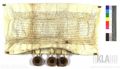http://images.icar-us.eu/iiif/2/img%2FAT-KLA%2F418%2FKLA_418-B_A1471_14950929_r.JPG/full/120,/0/default.jpg