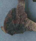 http://images.icar-us.eu/iiif/2/img%2FAT-NOeLA%2FStA_Urk%2FStA-Urk-1138r_S1.jpg/full/120,/0/default.jpg
