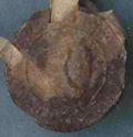 http://images.icar-us.eu/iiif/2/img%2FAT-NOeLA%2FStA_Urk%2FStA-Urk-763r_S2.jpg/full/120,/0/default.jpg