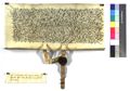 http://images.icar-us.eu/iiif/2/img%2FDE-StAGD%2FA01%2FStAGD_A01_U646_15060323_r.JPG/full/120,/0/default.jpg