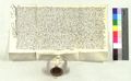 http://images.icar-us.eu/iiif/2/pics%2F100%2FASPjpgweb%2FASP_15300330_2117_r.jpg/full/120,/0/default.jpg