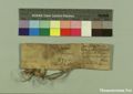 http://images.icar-us.eu/iiif/2/pics%2F227%2FK.._MOM-Bilddateien._~Pannonhalmajpgweb._~Capsarium._~Pann_1249_00_00_207015v.jpg/full/120,/0/default.jpg